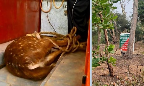 ପୁରୀ: ନାଲି ବତୀ ଭ୍ୟାନ୍ ଧକ୍କାରେ ଦୁଇଟି ହରିଣ ଆହତ ହେଲେ; ବନ ଅଧିକାରୀଙ୍କ ନିଘା ନାହିଁ