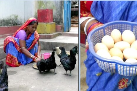 ଘରେ କଡ଼କନାଥ କୁକୁଡ଼ା ପାଳି ମୁଠା ମୁଠା ଟଙ୍କା ରୋଜଗାର କରୁଛନ୍ତି କେନ୍ଦୁଝରର ମହିଳାମାନେ