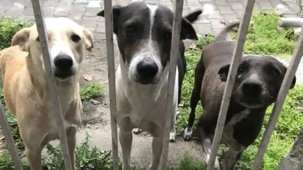  ଏହି ଘଟଣା ସୋସିଆଲ ମିଡିଆରେ ଭୀଷଣ ଅସନ୍ତୋଷ ସୃଷ୍ଟି କରିଛି । ଅନେକ ପଶୁପ୍ରେମୀ ଓ ସାଧାରଣ ଲୋକ #SorrySheru ହ୍ୟାସଟ୍ୟାଗ୍ ବ୍ୟବହାର କରି ବୁଲା କୁକୁରମାନଙ୍କ ସୁରକ୍ଷା ଉପରେ ସଚେତନତା ସୃଷ୍ଟି କରୁଛନ୍ତି । (ପ୍ରତୀକାତ୍ମକ ଛବି)