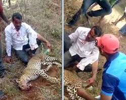 news18 - ସ୍ତ୍ରୀ ଓ ପିଲାକୁ ବଞ୍ଚାଇବାକୁ ଚିତାବାଘ ସହ ଲଢ଼ି ତାକୁ ମାରିଦେଲେ; VIDEO ଭାଇରାଲ ହେଲା