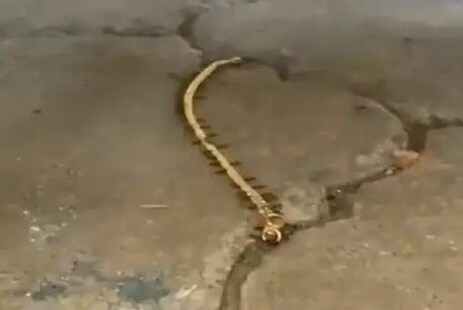 ସୁନା ଚେନ୍ ନେଇ ଯାଉଥିବା ପିମ୍ପୁଡ଼ିଙ୍କ ଭିଡିଓ ଟ୍ୱିଟ୍ କରି IPS କହିଲେ- 'ଗୋଲ୍ଡ ସ୍ମଗଲର୍'