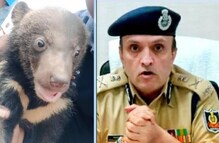 ଭାଲୁ ଛୁଆ ଉଦ୍ଧାର ଘଟଣାରେ ମିଳୁଛି ଚୋରା ଚାଲାଣର ବାସ୍ନା; ଏବେ ତଦନ୍ତ କରିବ କ୍ରାଇମ୍ ବ୍ରାଞ୍ଚ୍