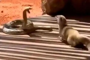 news18 - ସାପ ଓ ନେଉଳ ମଧ୍ୟରେ ଘମାଘୋଟ ଲଢ଼େଇ… କିଏ ଜିତିବ? VIDEO ଭାଇରାଲ୍ ହେଲା; ଦେଖନ୍ତୁ