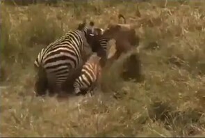 news18 - ନିଜ ଛୁଆ ପାଇଁ ସିଂହ ସହିତ ଭଡିଗଲା ମା' ଜେବ୍ରା; Video ରେ ଦେଖନ୍ତୁ ଏହାପରେ କ'ଣ ହେଲା