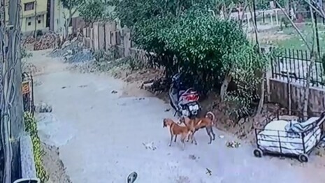 ଭୁବନେଶ୍ୱରରେ ବିଲେଇ ଛୁଆକୁ କୁକୁରମାନଙ୍କ ମୁହଁକୁ ଫିଙ୍ଗିଦେଲେ ବ୍ୟକ୍ତି; ପୋଲିସ ମାମଲା ରୁଜୁ କଲା