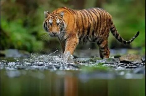 International Tiger Day 2021; ଜାଣନ୍ତୁ ଦେଶର ୫ଟି ପ୍ରସିଦ୍ଧ ବ୍ୟାଘ୍ର ସଂରକ୍ଷଣ ପ୍ରକଳ୍ପ ବାବଦରେ