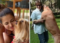 Dog Love: ମଲାଇକା ଅରୋଡ଼ାଙ୍କଠାରୁ BigB ଯାଏଁ, ଏମାନେ ବଲିଉଡର ବଡ଼ କୁକୁର ପ୍ରେମୀ