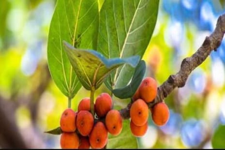 ମାନସିକ ଚାପ କମ କରିବାରେ ସାହାଯ୍ୟ କରେ ବରଗଛର ଫଳ; ଏସବୁ ରୋଗର ପ୍ରତିକାର ମଧ୍ଯ କରେ ବର ଫଳ