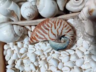 ପୁରୀ ବେଳାଭୂମିରେ ଖୋଲାଖୋଲି ଭାବେ ବିକ୍ରି ହେଉଛି ସିଡ୍ୟୁଲ ୧ ସାମୁଦ୍ରିକ ଜୀବ