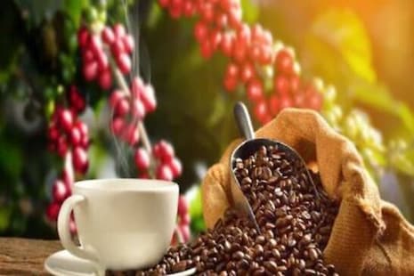 International Coffee Day: ଆପଣଙ୍କ ଦିନ ଫ୍ରେସ କରୁଥିବା କଫି ଶ୍ରମିକଙ୍କୁ ମନେ ପକାନ୍ତୁ