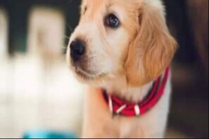 news18 - Shocking: କୁକୁରର ଲାଳନପାଳନ ପାଇଁ କର୍ମଚାରୀଙ୍କୁ ଛୁଟି ଦେବାକୁ ଚାହୁଁଛନ୍ତି Boss