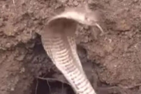 Viral Video : ବୃଦ୍ଧଙ୍କୁ କାମୁଡ଼ିବା ପରେ ପଡୋଶୀ ବିଲରେ ଲୁଚିଥିଲା କୋବ୍ରା; ତା'ପରେ ଯାହା ହେଲା