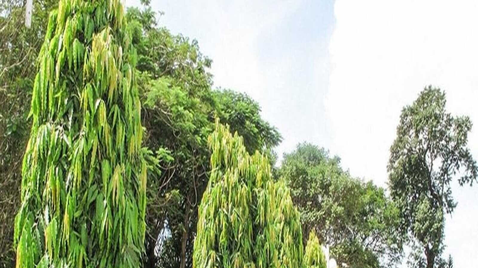 New year 2022 vastu tips benefits of amla and ashoka plant Vastu Tips ଘରେ ଲଗାନ୍ତୁ ଏହି ଦୁଇଟି ଗଛ