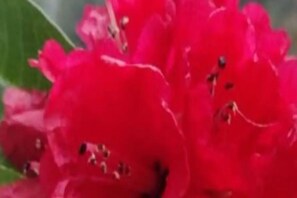 news18 - Burans Flower: ବୁରାନ୍ସ ଫୁଲ କରୋନା ରୋକିବାରେ ସକ୍ଷମ; IIT ବୈଜ୍ଞାନିକଙ୍କ ଦାବି