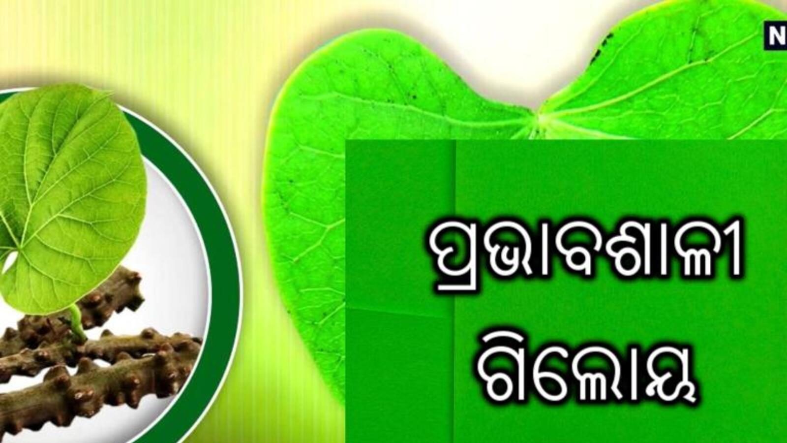 Giloy is very effective in reducing diabetes including obesity Benefits Of Giloy ମୋଟାପା ସହ