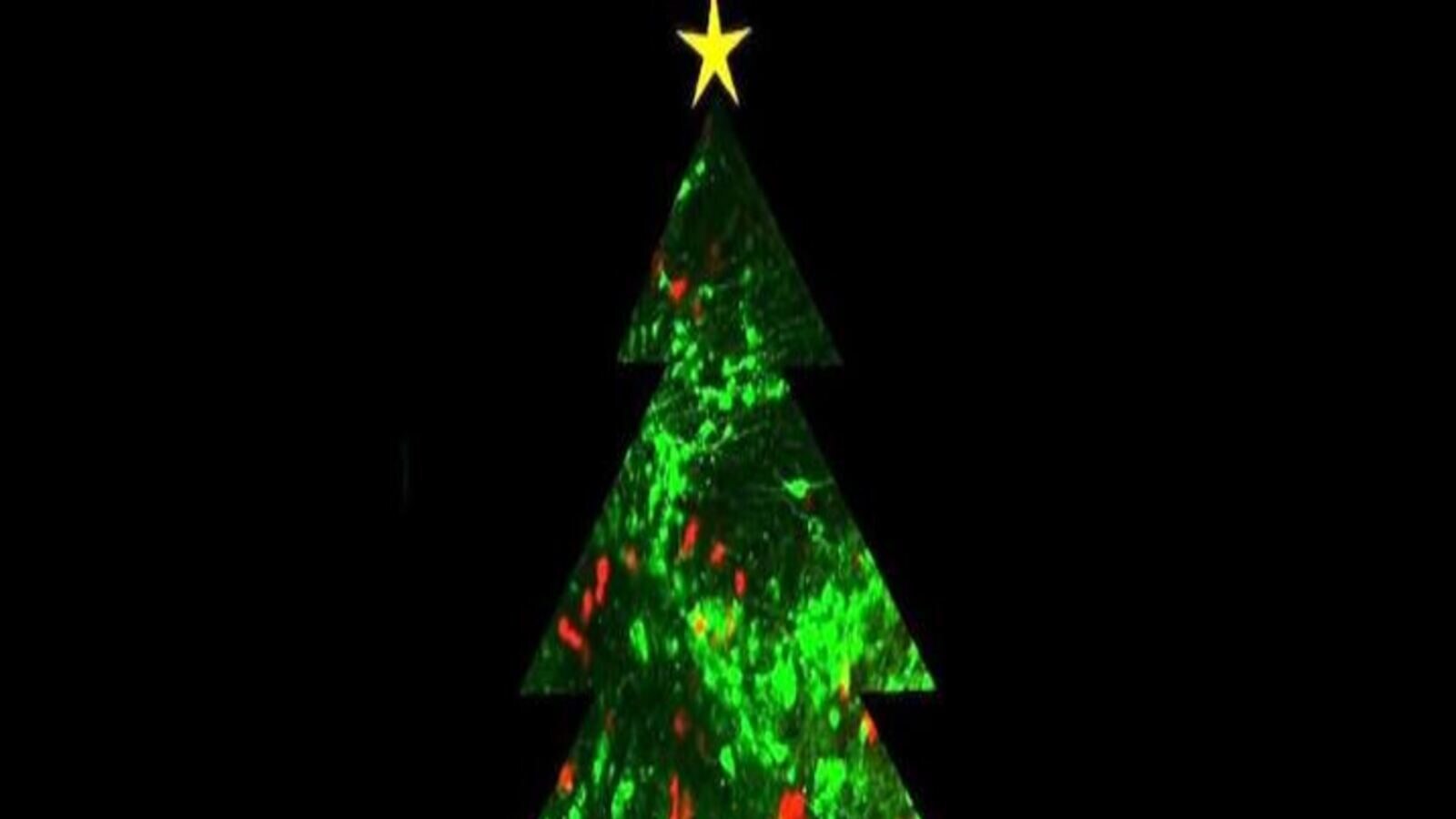 Happy Christmas ଆପଣଙ୍କ ଶରୀରକୁ ମଧ୍ୟ ଚମକାଉଛି ଖ୍ରୀଷ୍ଟମାସ ଟ୍ରି...ବିଶ୍ୱାସ