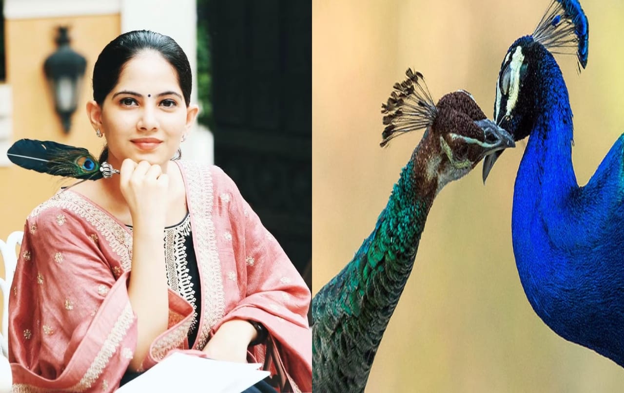  ବିଜ୍ଞାନ ଦୃଷ୍ଟିକୋଣରୁ ତାଙ୍କ ଦାବିରେ କୌଣସି ସତ୍ୟତା ନାହିଁ। ମୟୂର ମୟୂରୀ ସହ ସମ୍ପର୍କ ସ୍ଥାପନ କରେ, ଯାହା ପରେ ମୟୂରୀ ଗର୍ଭଧାରଣ କରେ। ଜୟା କିଶୋରୀଙ୍କ ପୂର୍ବରୁ ଅନ୍ୟ ଜଣେ କଥାକାର ମଧ୍ୟ ଏହି ତତ୍ତ୍ୱ ପ୍ରଦାନ କରି କହିଥିଲେ ଯେ ମୟୂର ବ୍ରହ୍ମଚାରୀ, ସେଥିପାଇଁ ଏହାକୁ ଜାତୀୟ ପକ୍ଷୀ ମାନ୍ୟତା ଦିଆଯାଇଛି।