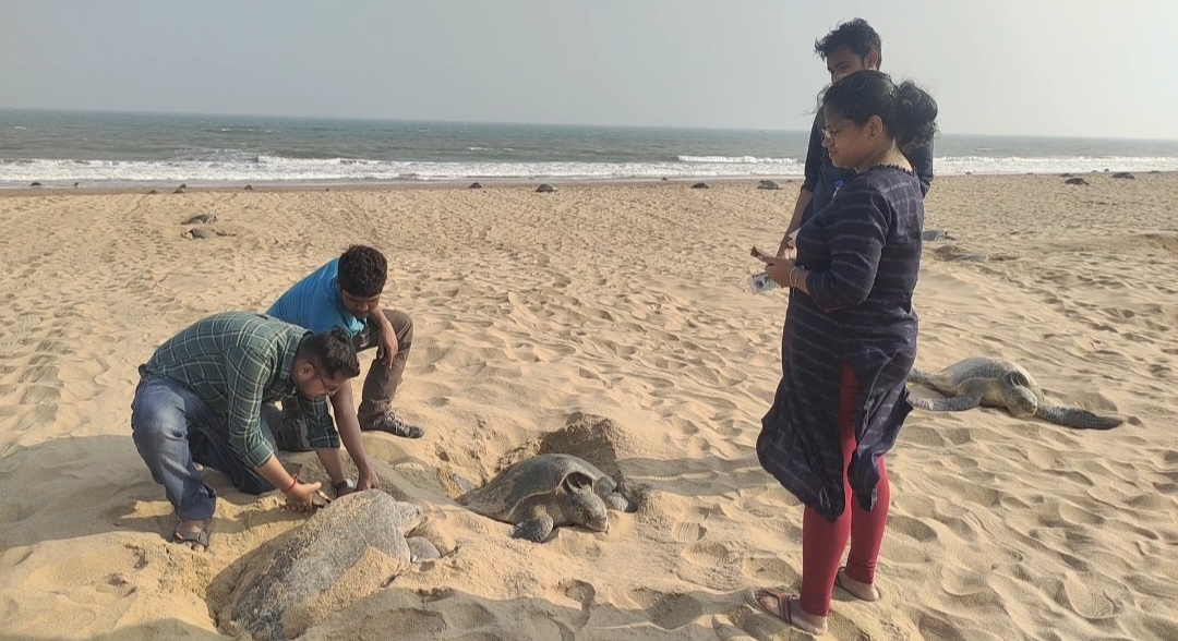  ‘‘ଗତକାଲି ପୂର୍ବରୁ ଟେଙ୍ଗିଂ ହୋଇଥିବା ଅନେକ କଇଁଛ ପୁଣିଥରେ ଅଣ୍ଡା ଦେବାକୁ ଆସିଥିବା ଦେଖିବାକୁ ମିଳିଛି । ଏଥିସହ  ଅନେକ ନୂଆ କଇଁଛ ମଧ୍ୟ ଅଣ୍ଡା ଦେବାକୁ ଆସିଛନ୍ତି । ନୂତନ ଭାବେ ଆସିଥିବା କଇଁଛ ମାନଙ୍କୁ ଟେଙ୍ଗିଂ କରାଯାଉଛି । ଗତ ଦୁଇ ବର୍ଷ ମଧ୍ୟରେ ୮ ହଜାର ୫ଶହ କଇଁଛଙ୍କୁ ଟେଙ୍ଗିଂ କରାଯାଇଥିଲା । ଚଳିତ ବର୍ଷ ମଧ୍ୟ ୫ ହଜାରରୁ ୭ ହଜାର ପର୍ଯ୍ୟନ୍ତ କଇଁଛଙ୍କୁ ଟେଙ୍ଗିଂ କରାଯିବା ନେଇ ଲକ୍ଷ୍ୟ ରଖାଯାଇଥିବା କହିଛନ୍ତି,‘‘ ଜୁଲୋଜିକାଲ ସର୍ଭେ ଅଫ ଇଣ୍ଡିଆର ବୈଜ୍ଞାନିକ ଡ଼.ଅନୀଲ ମହାପାତ୍ର ।
