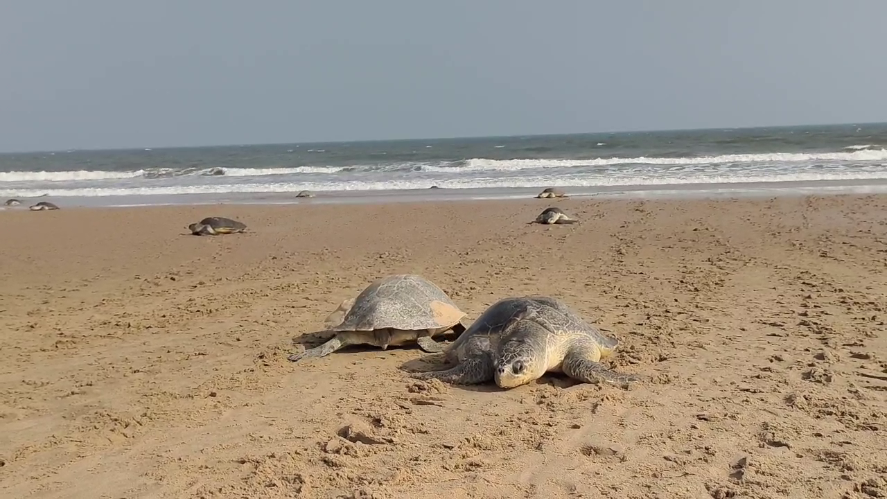  ଯଦିଓ ପୂର୍ବରୁ ଆଶିଂକ ଭାବେ କିଛି କଇଁଛ ଋଷିକୂଲ୍ୟା ମୁହାଣକୁ ଆସି ଅଣ୍ଡାଦାନ କରୁଥିଲେ ଆଉ ଏହାର କିଛି ଦିନ ପରେ ଗଣ ଅଣ୍ଡାଦାନ ହେଉଥିଲା । କିନ୍ତୁ ଚଳିତ ବର୍ଷ ଏଥିରେ ବ୍ୟତିକ୍ରମ ଦେଖିବାକୁ ମିଳିଛି । ମାତ୍ର କିଛି ଅଳ୍ପ ଦିନର ବ୍ୟବଧାନରେ ପ୍ରାୟ ୩୦ ବର୍ଷର ବ୍ୟବଧାନ ପରେ ପ୍ରଥମ ଦିନରେ ହିଁ ଗଣ ଅଣ୍ଡାଦାନ ହୋଇଛି । କିଭଳି ସୁରକ୍ଷିତ ଭାବେ କଇଁଛମାନେ ଗଣ ଅଣ୍ଡାଦାନ କରିବେ ସେ ନେଇ ବନବିଭାଗ ପକ୍ଷରୁ ବ୍ୟାପକ ସୁରକ୍ଷା ବ୍ୟବସ୍ଥା କରାଯାଇଛି ।