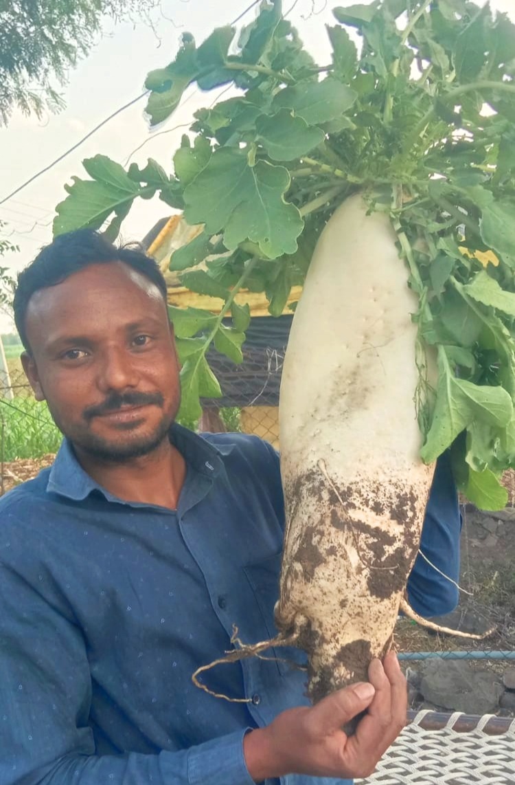  ବିଡ୍ ତାଲୁକା ଅଞ୍ଚଳର ଜଣେ ଚାଷୀ ମୂଳା ଚାଷ କରି ଭଲ ଲାଭ ପାଇଛନ୍ତି । କ୍ଷେତରେ ସେ ଚାଷ କରିଥିବା ମୂଳାର ଓଜନ ସଭିଙ୍କୁ ଆଶ୍ଚର୍ଯ୍ୟ କରିଛି । କାରଣ ଗୋଟିଏ ମୂଳାର ଓଜନ ପାଖାପାଖି ୫କିଲୋରୁ ଅଧିକ ।
