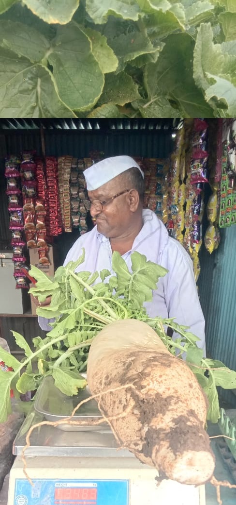  ଚାଷୀଙ୍କ ସଫଳତା ଦେଖିବା ପରେ କୃଷି ବିଶେଷଜ୍ଞମାନେ ଉକ୍ତ କ୍ଷେତକୁ ପରିଦର୍ଶନରେ ଯାଇଥିଲେ ।