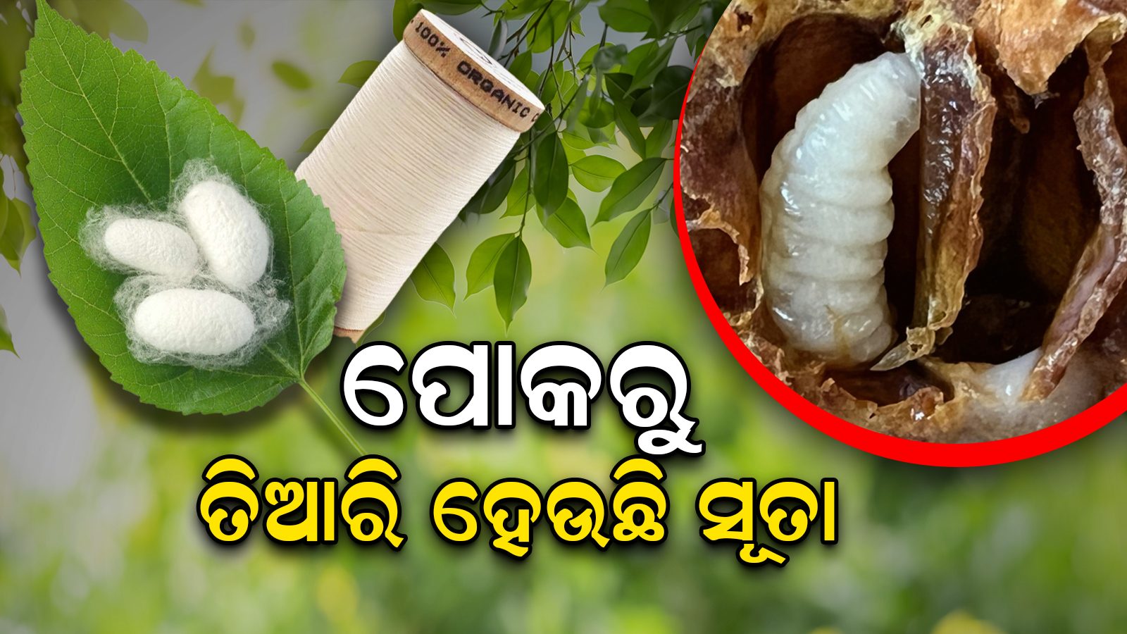 ଆଶ୍ଚର୍ଯ୍ୟ ! ଆପଣ ଜାଣିଛନ୍ତି କି କିପରି ପୋକରୁ ତିଆରି ହେଉଛି ସୂତା ? how does silk silk making through