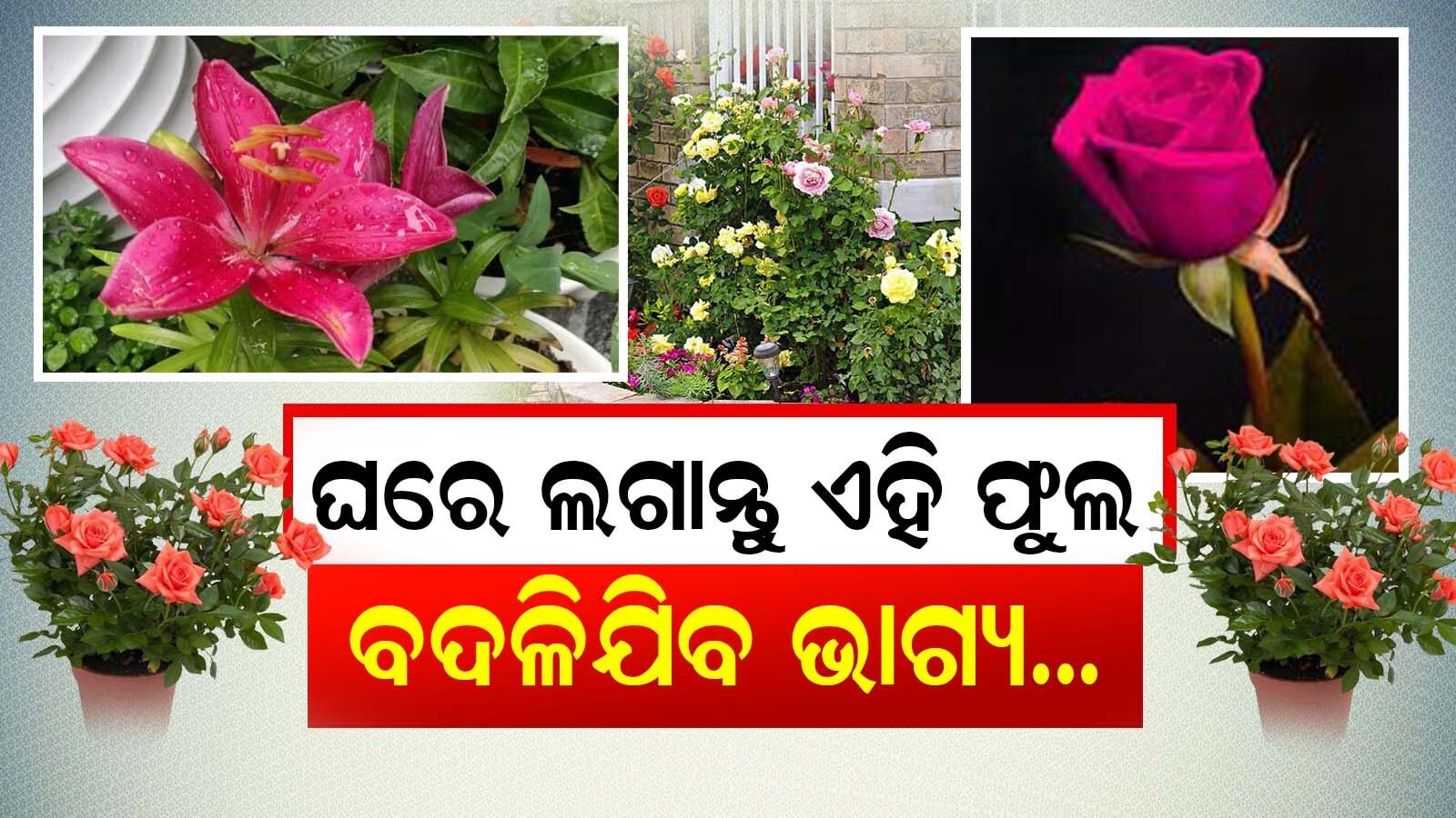 Vastu Tips ଘରେ ଲଗାନ୍ତୁ ଏହି ଫୁଲ; କିଛି ଦିନ ମଧ୍ୟରେ ବଦଳିଯିବ ଆପଣଙ୍କ ଭାଗ୍ୟ