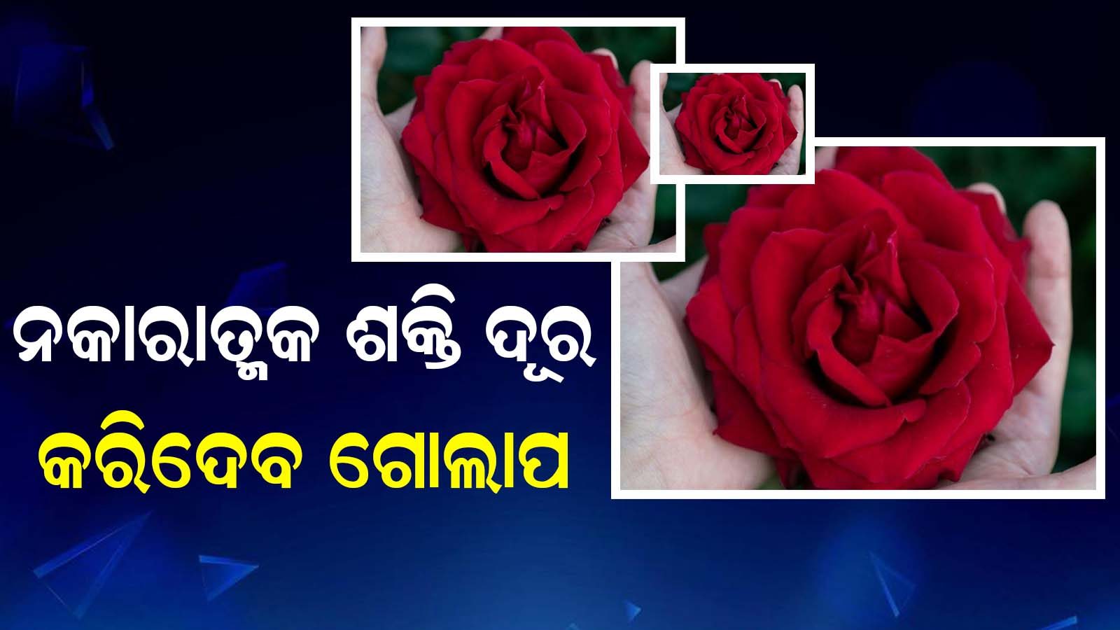 Rose Astrology ନକାରାତ୍ମକ ଶକ୍ତିକୁ ଦୂର କରେ ଗୋଲାପ ଫୁଲ; ବାସ୍ ଏମିତି କରିନ୍ତୁ ବ୍ୟବହାର Rose flowers