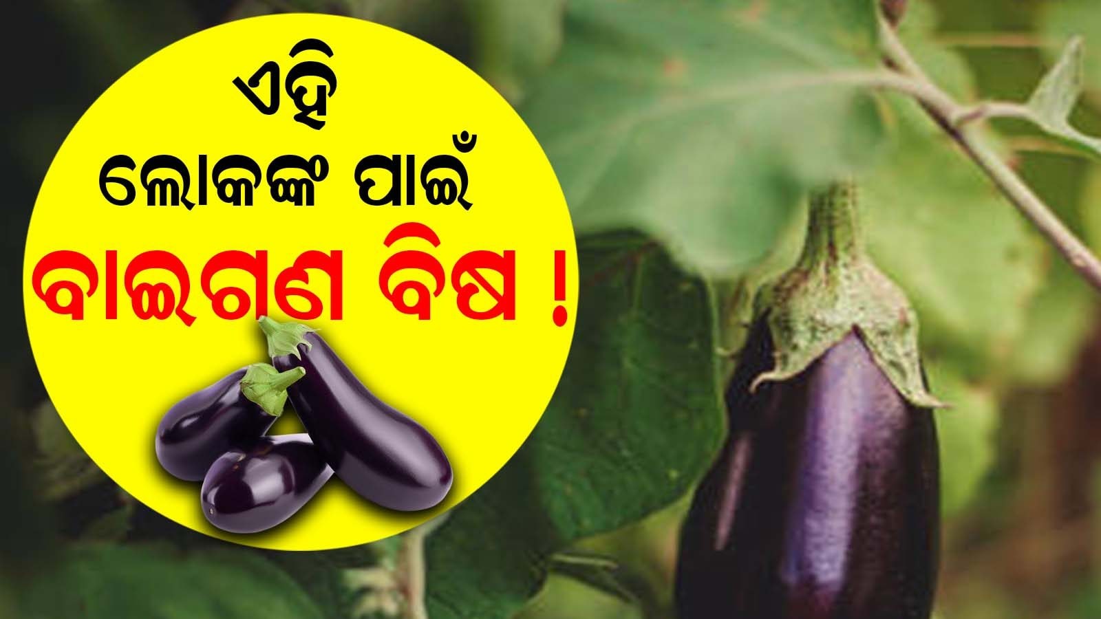 Brinjal Side Effects ଯେତେକି ଲାଭ ଦିଏ ସେତିକି କ୍ଷତି କରାଇ ବାଇଗଣ; ଏମାନଙ୍କୁ