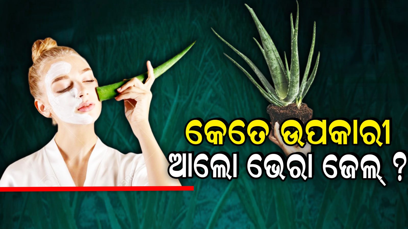Aloe Vera ସ୍କିନ୍‌ ପାଇଁ କେତେ ଉପକାରୀ ଆଲୋ ଭେରା ଜେଲ ? ବ୍ୟବହାର କଲେ କଣ ହେବ