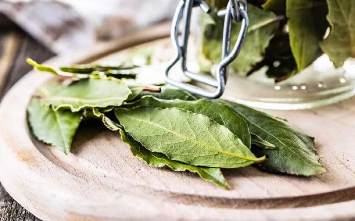 Bay Leaves Benefits ପ୍ରତିଦିନ ରାତିରେ ଘରେ ୧୦ଟି ତେଜପତ୍ର ଜାଳନ୍ତୁ ଓ ଖାଆନ୍ତୁ