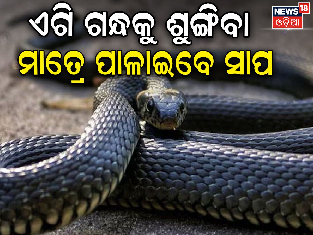 Snake ଏହି ଗନ୍ଧକୁ ପ୍ରବଳ ଭୟ କରନ୍ତି ସାପ; ମାଡ଼ିବେନି ଆପଣଙ୍କ ପାଖ... What