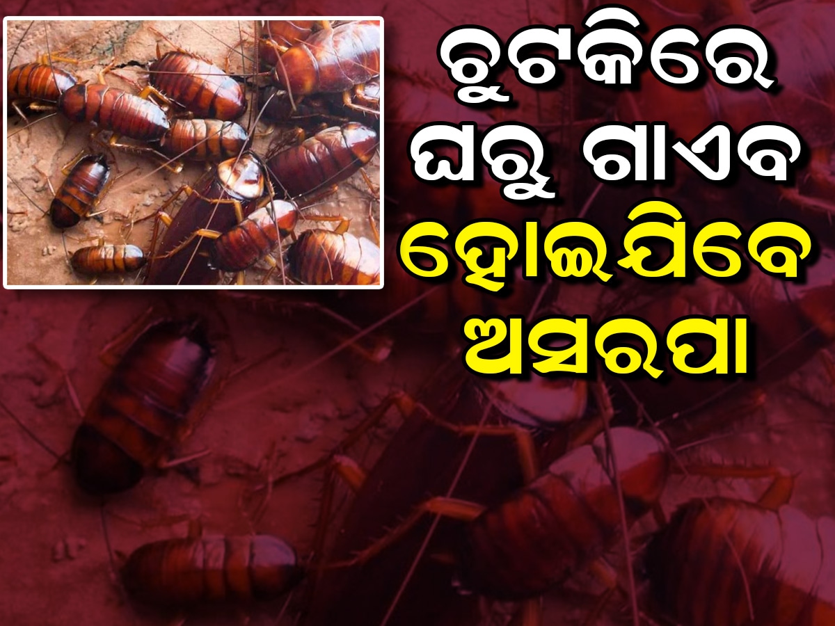 Cockroach Prajati ହଇରାଣ କରୁଛନ୍ତି ଅସରପା , ଆପଣାନ୍ତୁ ଏହି ଉପାୟ ଦୂର ହେଇ ଯିବ କୀଟ ଭୟ ! know the ...
