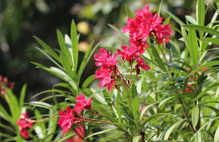 Road Side Flower: ରାସ୍ତା ମଝିରେ ଲାଗିଥିବା ଏହି ଗଛର ନାଁ କଣ, କାହିଁକି ...