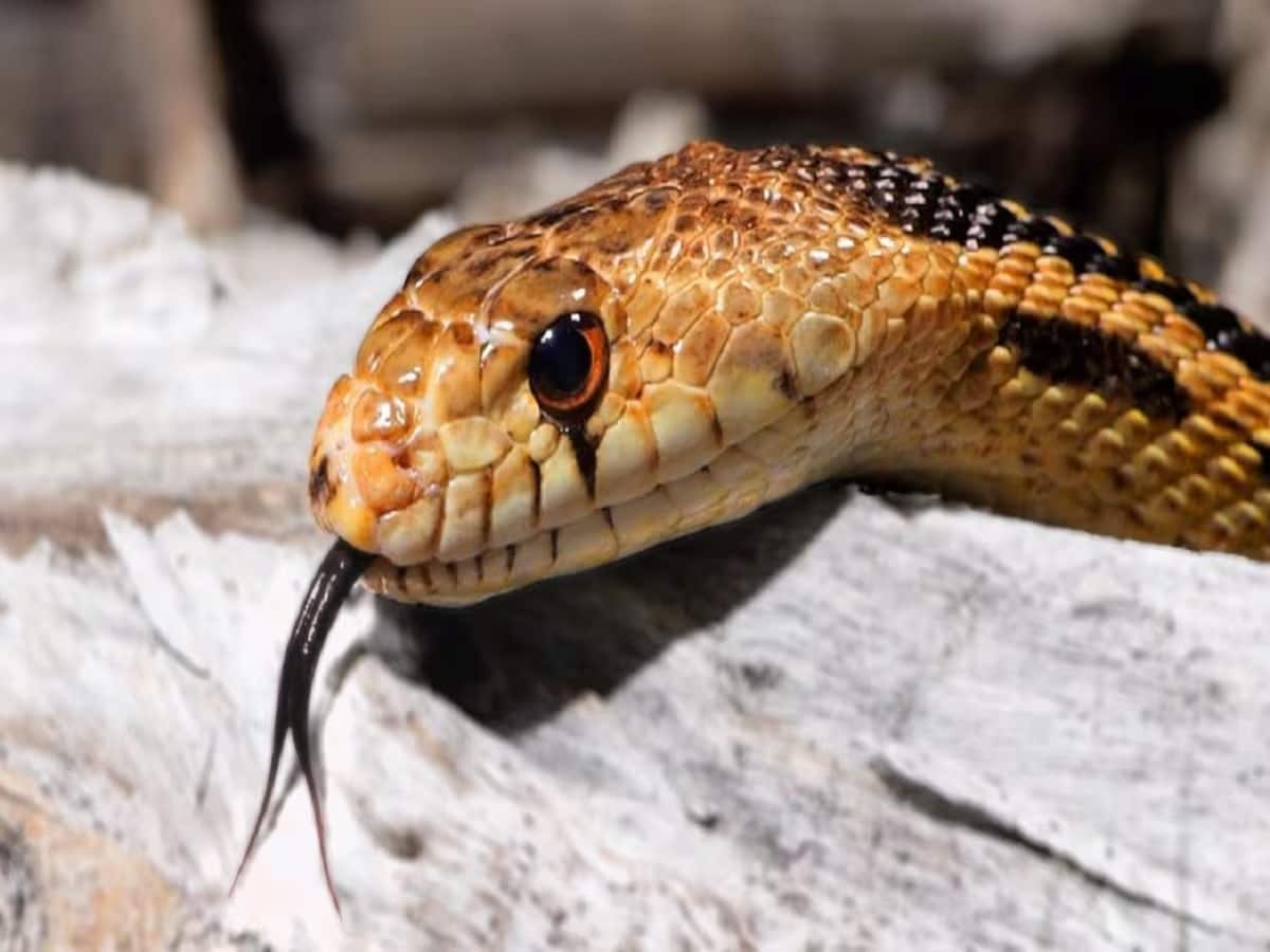 Snake ଏହି ଗନ୍ଧକୁ ପ୍ରବଳ ଭୟ କରନ୍ତି ସାପ; ମାଡ଼ିବେନି ଆପଣଙ୍କ ପାଖ... What