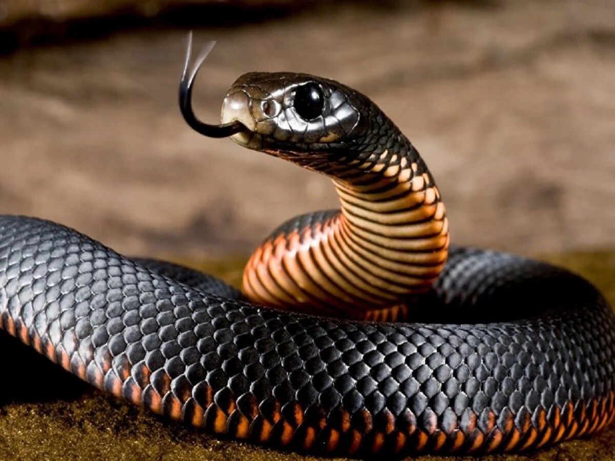 Snake what