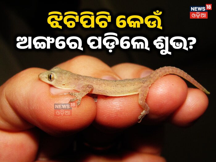 ଶରୀରର ଏହି ଅଙ୍ଗରେ ଝିଟିପିଟି ପଡିଛି କି? ଧନ ଆସିବ ନା ଅନର୍ଥ ହେବ, ଜାଣନ୍ତୁ ନଚେତ