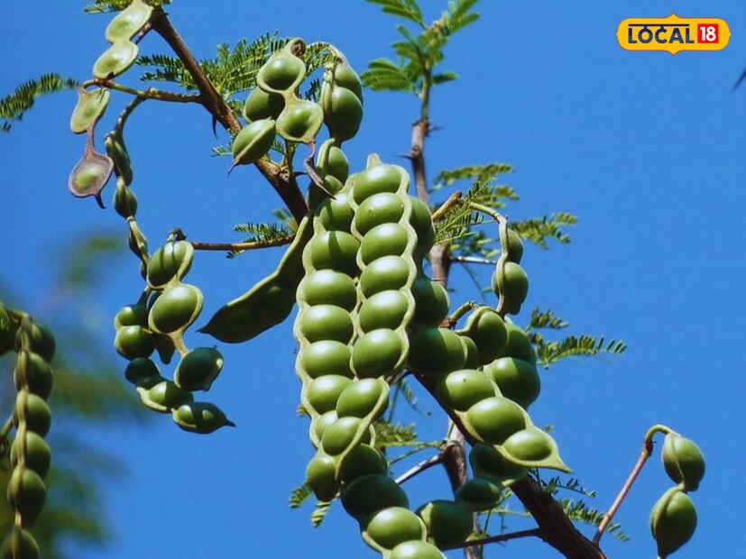 Babool Tree: ସୁନାଠୁ ଅଧିକ ମୂଲ୍ୟବାନ ଏହି ଗଛର ଫଳ; ଶରୀର ପାଇଁ ବି ରାମବାଣ ସଦୃଶ ...