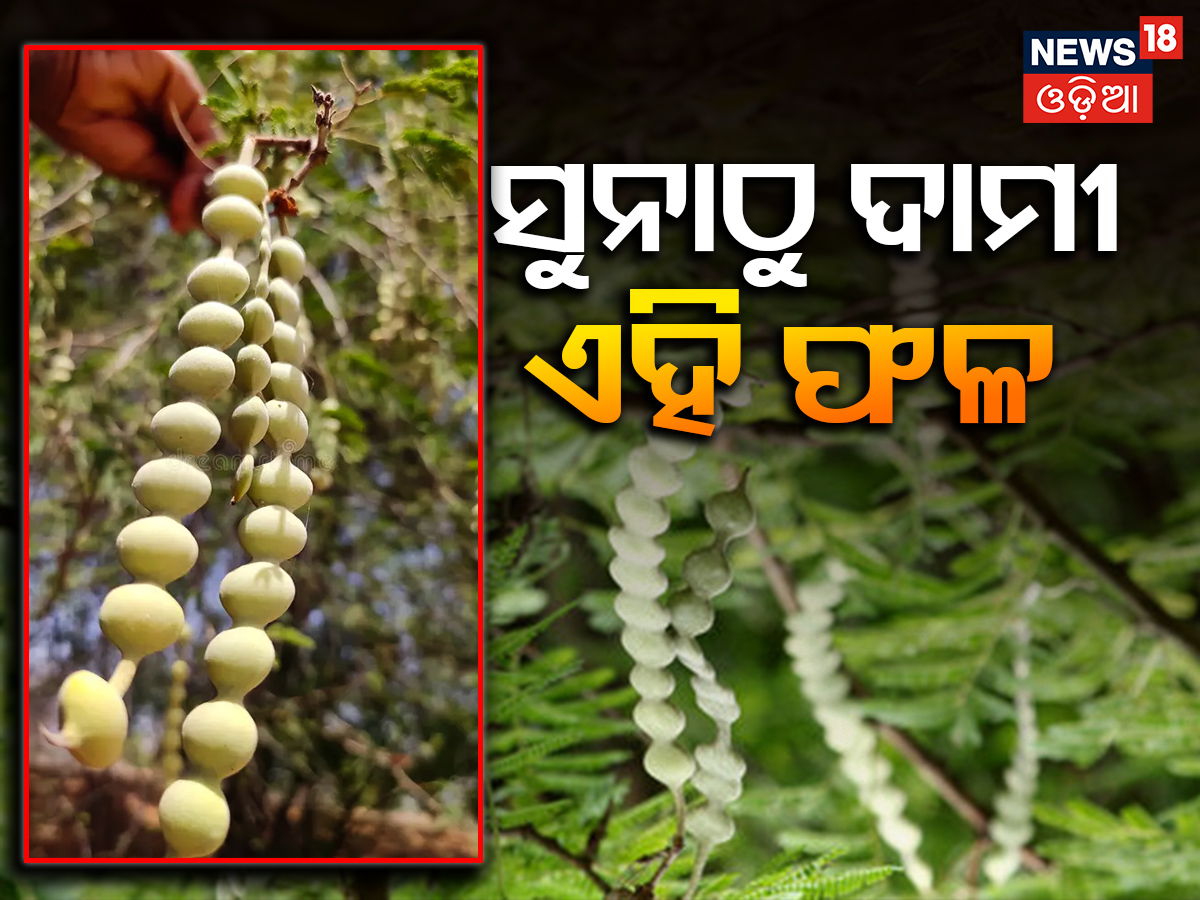 Babool Tree: ସୁନାଠୁ ଅଧିକ ମୂଲ୍ୟବାନ ଏହି ଗଛର ଫଳ; ଶରୀର ପାଇଁ ବି ରାମବାଣ ସଦୃଶ ...