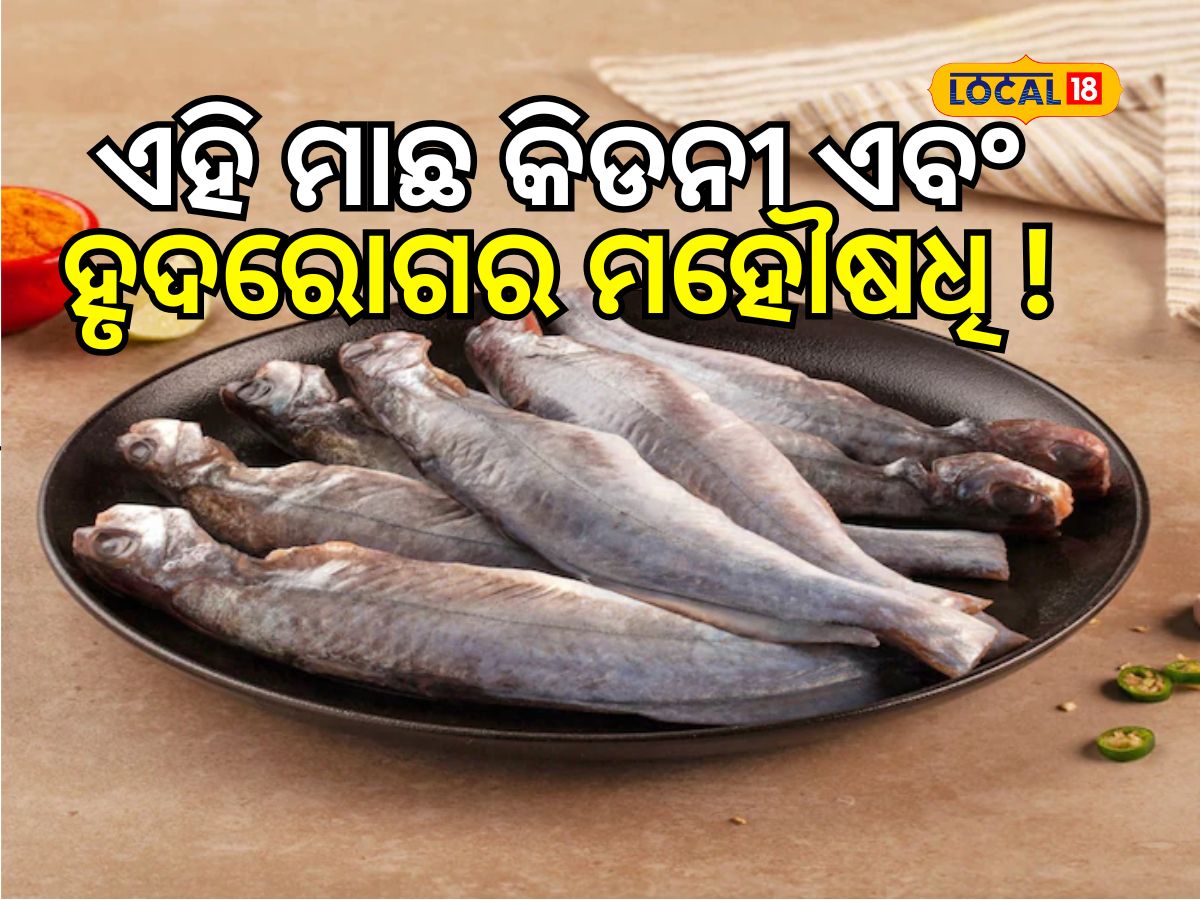 Fish:ଏହି ମାଛ କିଡନୀ ଏବଂ ହୃଦରୋଗର ମହୌଷଧି ! ଜାଣନ୍ତୁ... fish here are …