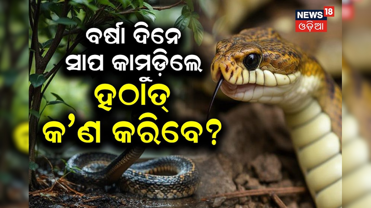 Snake Bite: ସାପ କାମୁଡ଼ିଲେ ପ୍ରଥମେ କ’ଣ କରିବେ? କ’ଣ କହୁଛନ୍ତି ଏକ୍ସପର୍ଟ...