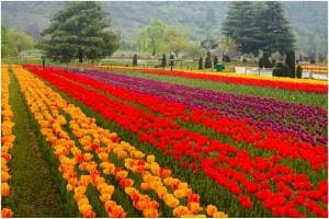 Tulips in Full Bloom in Srinagar, But COVID-19 Pandemic Keeps Visitors Away