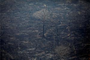 Massive Fire Turns Acres of  Amazon Forest to Ashes - Aerial Photos
