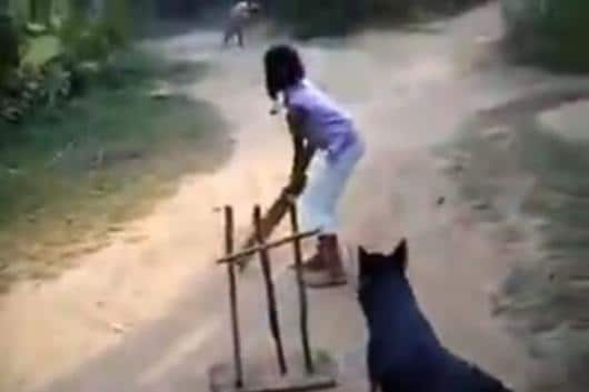 बच्चों के साथ क्रिकेट खेलता कुत्ता | Screengrab
