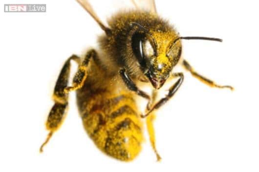 Un Bee Lievable Woman Finds 50 000 Bees Living In The Ceiling Of