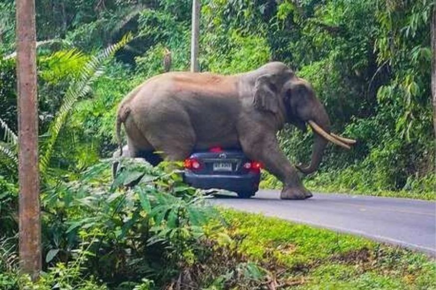 elephant attempts to sit on car viral video thailand, ਸੜਕ ਤੋਂ ਲੰਘ ਰਹੀ