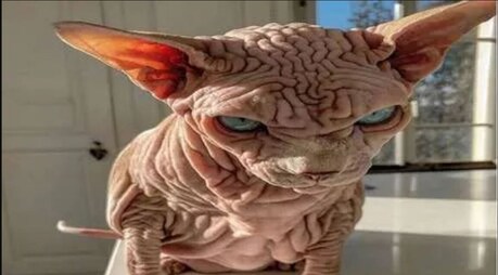 ਦੁਨੀਆਂ ਦੀ ਸਭ ਤੋਂ ਡਰਾਉਣੀ ਬਿੱਲੀ, ਇੰਸਟਾਗ੍ਰਾਮ ‘ਤੇ 22 ਹਜ਼ਾਰ ਤੋਂ ਵੱਧ ਫਾਲੋਅਰਸ