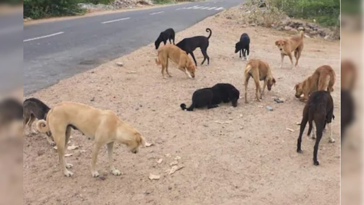 chandigarh punjab dogs eating two year old innocent playing outside the