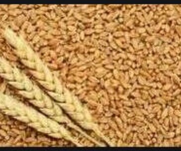 ਕੇਂਦਰ ਵੱਲੋਂ ਰਾਬੀ ਸੀਜ਼ਨ ਦੌਰਾਨ ਕਣਕ ਦੀ ਸਰਕਾਰੀ ਖਰੀਦ 31 ਮਈ ਤੱਕ ਕਰਨ ਦਾ ਫੈਸਲਾ