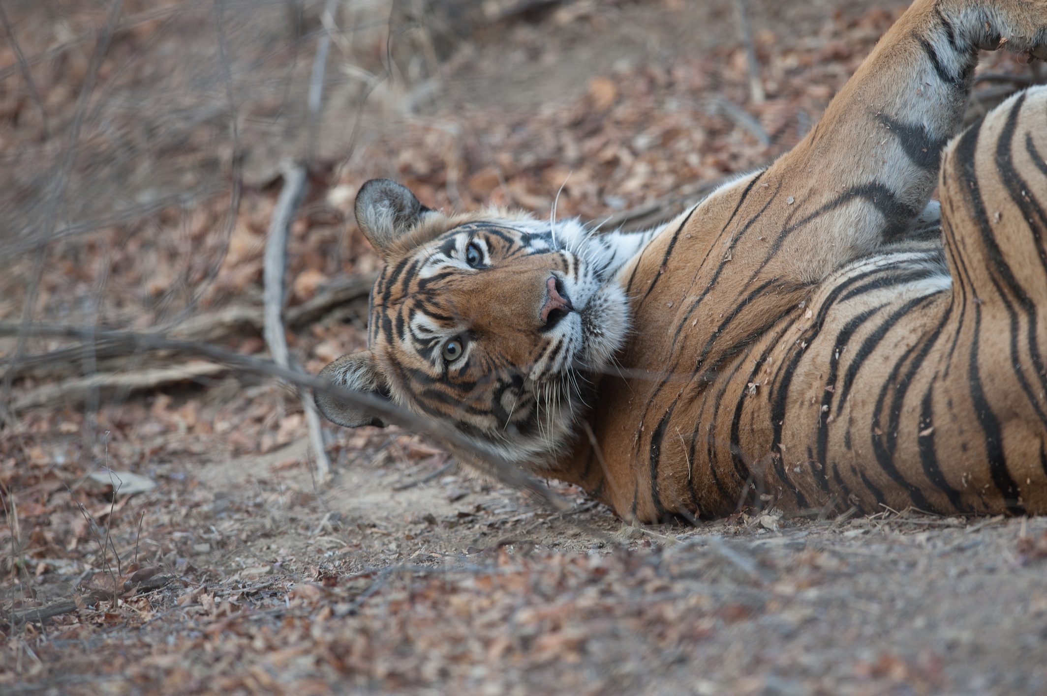 Female Tiger: ਨੈਸ਼ਨਲ ਜੀਓਗ੍ਰਾਫਿੱਕ ਦੀ ਸ਼ੁਰੂਆਤ ਤੋਂ ਹੀ ਕੋਸ਼ਿਸ਼ ਰਹੀ ਹੈ ਕਿ ਟਾਈਗਰ ਨੂੰ ਬਚਾਉਣ ਦੀ ਮੁਹਿੰਮ ਨੂੰ ਅੱਗੇ ਲੈ ਕੇ ਜਾਇਆ ਜਾਵੇ ਤੇ ਪ੍ਰਕ੍ਰਿਤੀ ਨੂੰ ਬਚਾਇਆ ਜਾਵੇ। ਅੱਜ ਇੰਟਰਨੈਸ਼ਨਲ ਟਾਈਗਰ ਡੇ ਦੇ ਮੌਕੇ ਤੇ ਆਓ ਜਾਣੀਏ ਸ਼ੇਰ ਬਾਰੇ ਕੁੱਝ ਰੋਚਕ ਤੱਥ। (Photo Credit: Nat Geo Wild) Female Tiger: ਨੈਸ਼ਨਲ ਜੀਓਗ੍ਰਾਫਿੱਕ ਦੀ ਸ਼ੁਰੂਆਤ ਤੋਂ ਹੀ ਕੋਸ਼ਿਸ਼ ਰਹੀ ਹੈ ਕਿ ਟਾਈਗਰ ਨੂੰ ਬਚਾਉਣ ਦੀ ਮੁਹਿੰਮ ਨੂੰ ਅੱਗੇ ਲੈ ਕੇ ਜਾਇਆ ਜਾਵੇ ਤੇ ਪ੍ਰਕ੍ਰਿਤੀ ਨੂੰ ਬਚਾਇਆ ਜਾਵੇ। ਅੱਜ ਇੰਟਰਨੈਸ਼ਨਲ ਟਾਈਗਰ ਡੇ ਦੇ ਮੌਕੇ ਤੇ ਆਓ ਜਾਣੀਏ ਸ਼ੇਰ ਬਾਰੇ ਕੁੱਝ ਰੋਚਕ ਤੱਥ। (Photo Credit: Nat Geo Wild)